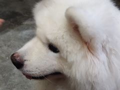 -more than meow吴止猫主题餐厅(承德 中船汇店)