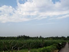 -西青郊野公园