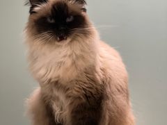 -安格丽娜·狗咖·猫咖羊驼咖(春熙路百盛商场店)