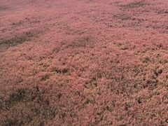 -红海滩国家风景廊道