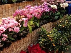 -双季花艺园艺市场(浦东店)