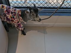 -怪兽屋·羊驼·猫咖·狗咖(俊华广场店)