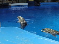 -芜湖新华联大白鲸海洋公园