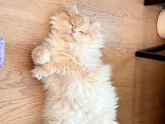 -lincat·猫舍(广州店)