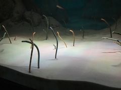 -暹罗海洋世界