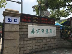 -嘉定紫藤园