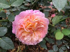 -人民公园(罗湖区)