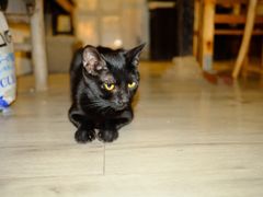 -海边的猫和咖啡馆
