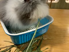 -藦茜花园宠物主题亲子互动体验馆(国顺东路店)