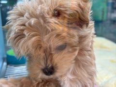 -FAELING PETS美天灵宠物(合生汇店)