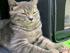 -凯特喵百思猫专科医院