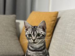 -猫大福·Fortune Cat猫舍(百子湾店)