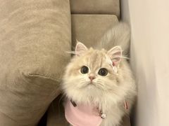 -猫十亿·布偶金渐层·曼基康矮脚猫舍(青年路店)