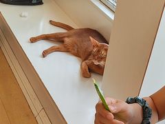 -Let's go狗咖·猫咖·奶狗·桌游(春熙路IFS店)