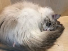 -momokira米努特·德文卷毛猫·棉花面纱犬