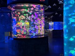 -合肥海洋世界