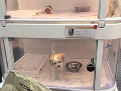 -翊宠yipet猫狗购宠庄园犬舍•猫舍