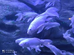 -芜湖新华联大白鲸海洋公园