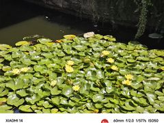 -荷塘月色湿地公园·向阳花洲