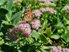 -北京张裕爱斐堡酒庄