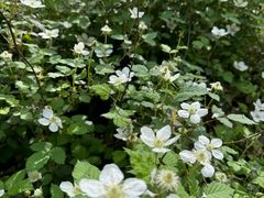 -上海佘山国家森林公园天马山园