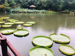 -上海滨江森林公园