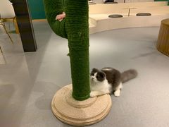 -飞行喵MR PILOT|猫舍·猫咖(静安大融城店)