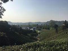 -帐篷客·溪龙茶谷度假酒店