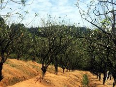 -南国桃园旅游度假区