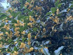 -昆山城市生态森林公园