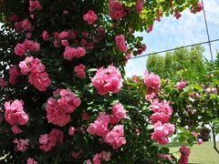 -广富林郊野公园