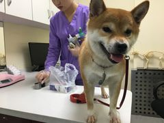 -瑞派宠物医院·24h·骨外科·皮肤科·全科宠物医疗转诊中心(沈阳浑南院)