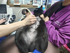 -爱侣·安琦尔宠物医院·中兽医针灸·心内科·狂犬免疫点(宝山区院)