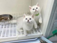 -lincat·猫舍(广州店)