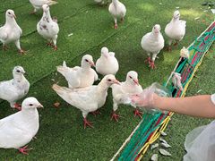 -长白岛森林公园