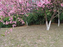-东南大学(九龙湖校区)