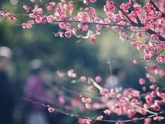 -杭州半山国家森林公园