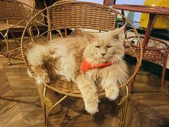 -蓝鲸·缅因猫舍