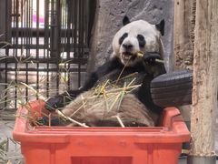 -栾川竹海野生动物园