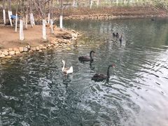 -长白岛森林公园