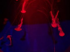 -鄂尔多斯野生动物园