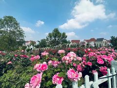 -大塘金香草谷
