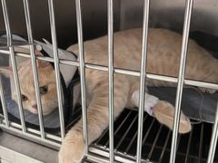 -北京恒爱动物医院(清景园分院)