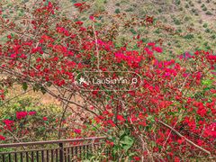 -田园寨农园观光园