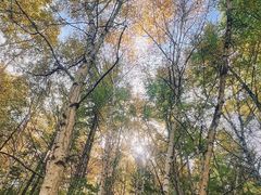 -苏木山森林公园