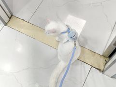 -纳吉亚猫专科动物诊疗中心(蒋宅口分院)