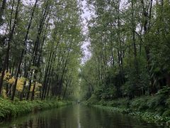 -合肥滨湖国家森林公园