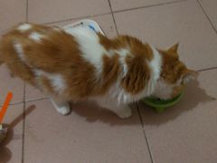 -纳吉亚猫专科动物医院博雅分院