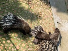 -西霞口神雕山野生动物世界