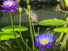 -国家植物园南园